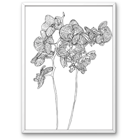 Orchid.